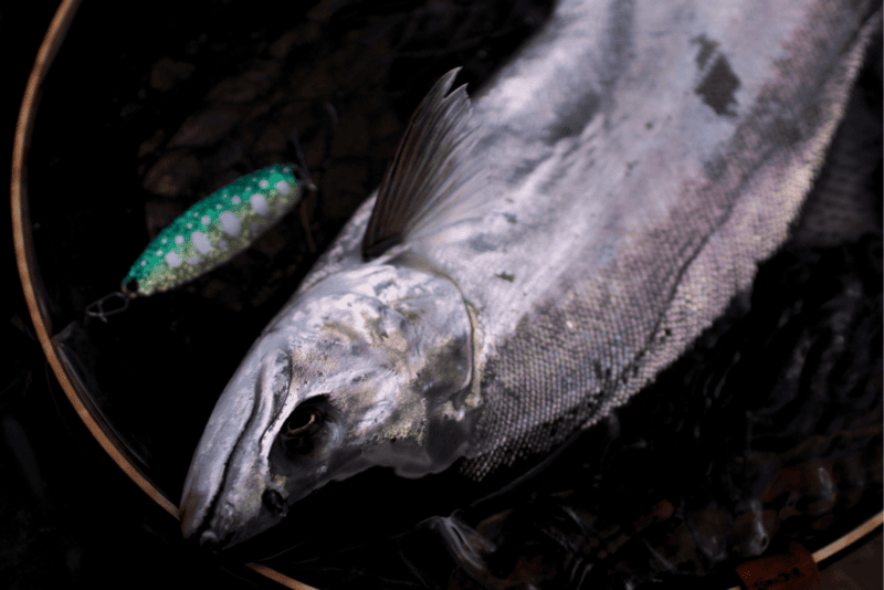 カスケット ジャックガウディ ジギング モノクローム