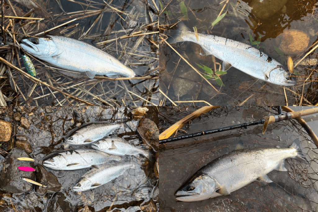 御母衣ダム フィッシングスクール ランドロックサツキマス ランドロックサクラマス イワナ 