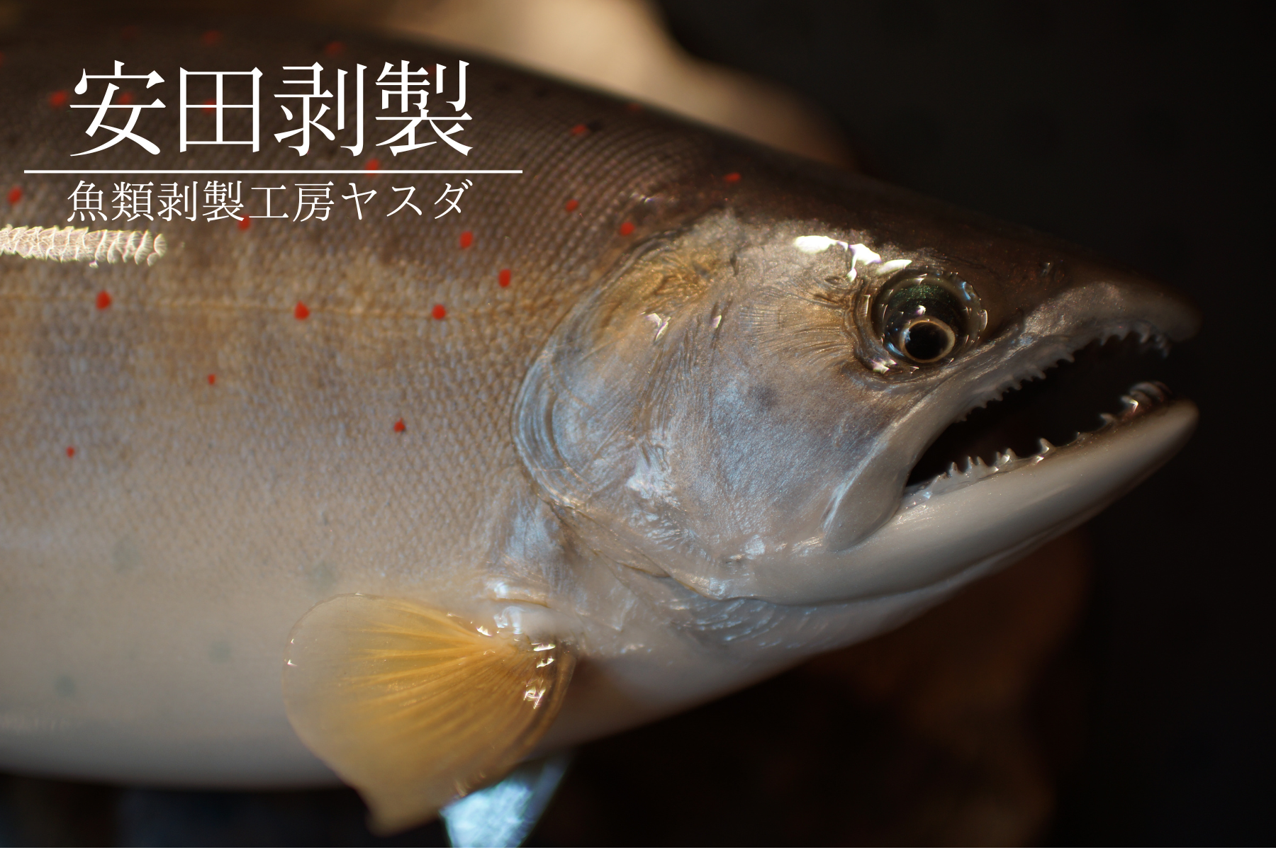 魚類剥製工房エフクラフト 遡上サクラマス雄49センチ （サクラマス剥製）